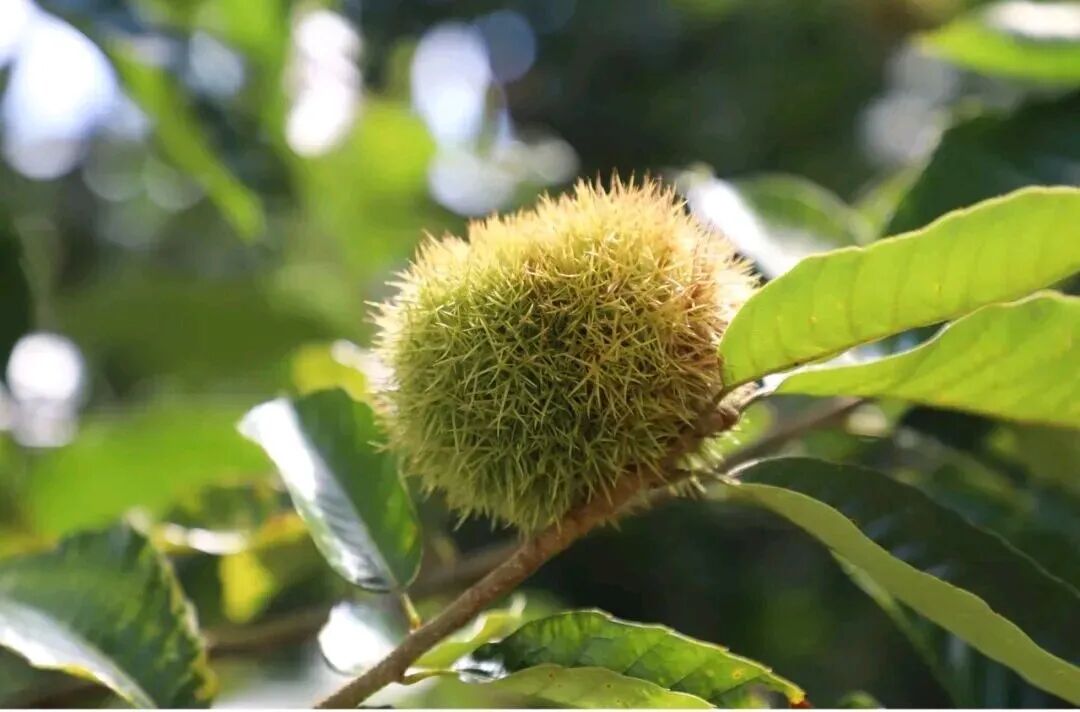 家长带娃在板栗林里捡板栗