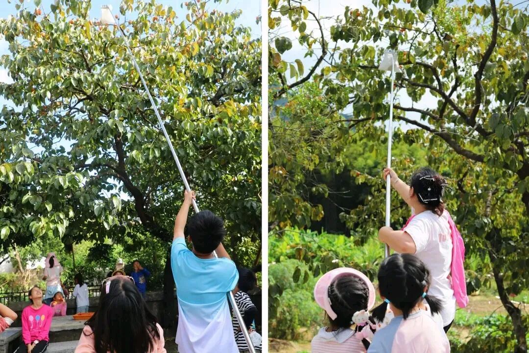 柿子老树上挂满橙红色的柿子
